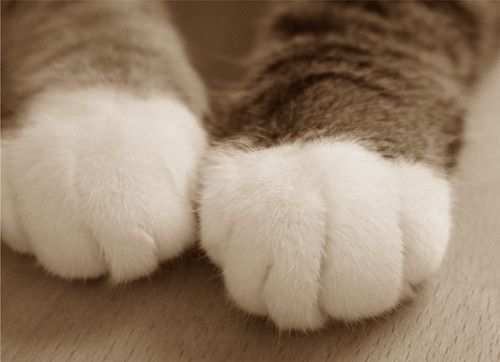 柔軟で俊敏!!猫足の魅力