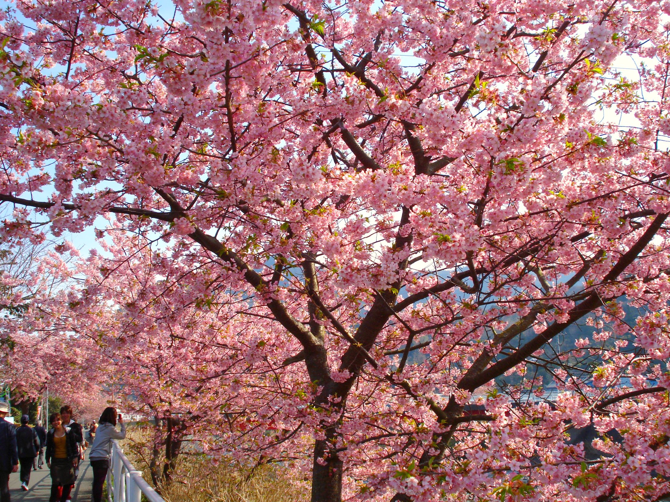 今週末のｷｰﾜｰﾄﾞ：「可愛い小桜みました」