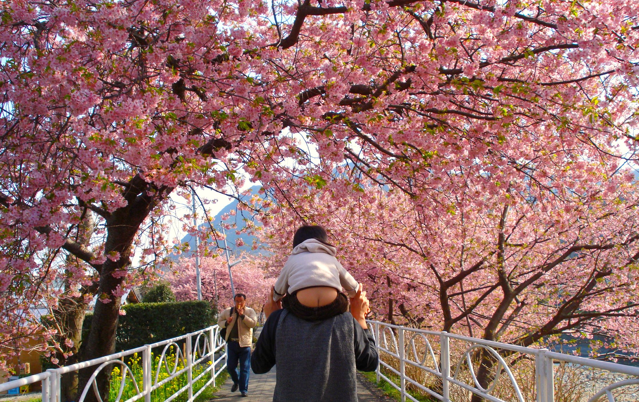 今週末のｷｰﾜｰﾄﾞ：「可愛い小桜みました」