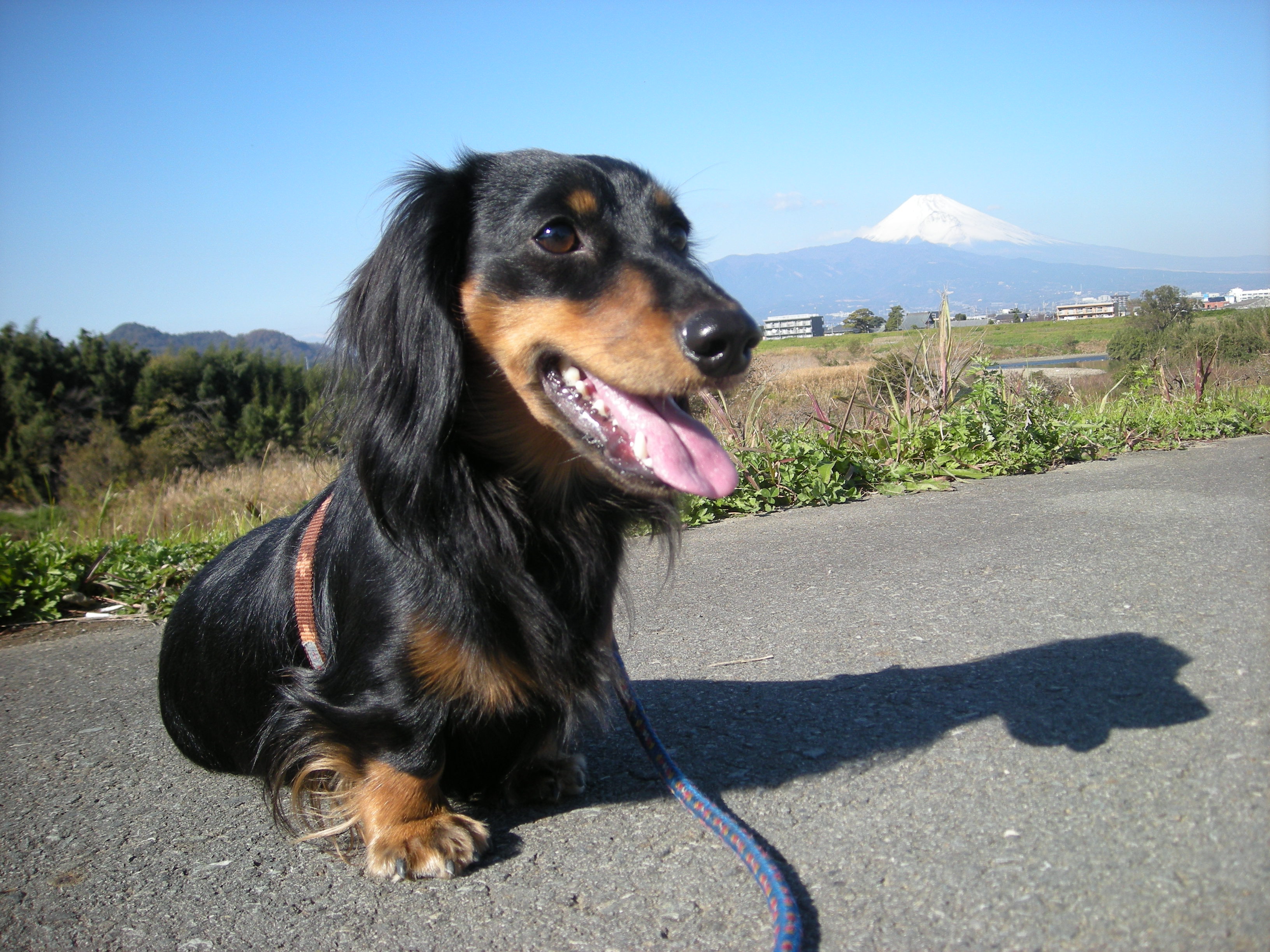 我が同志です