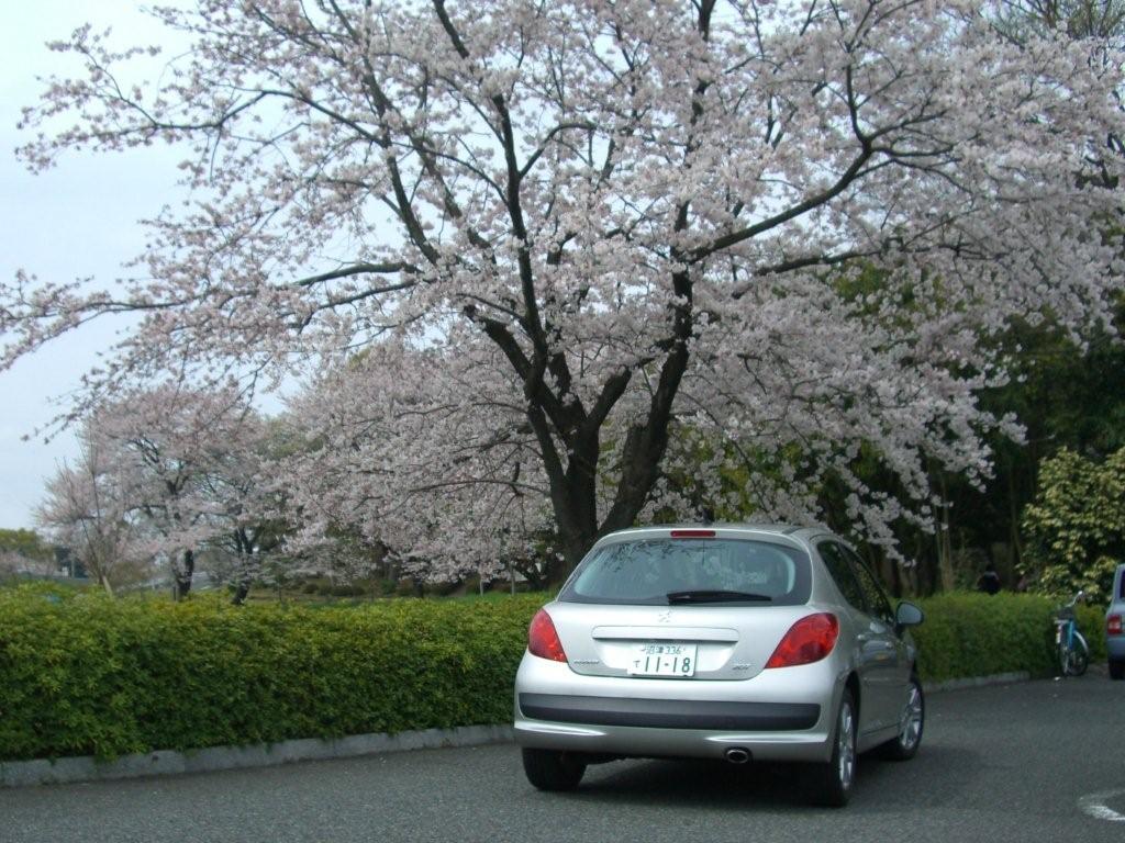 Iヶ谷様と２０７で行く「ちょこっとグルメPart５」お花見編