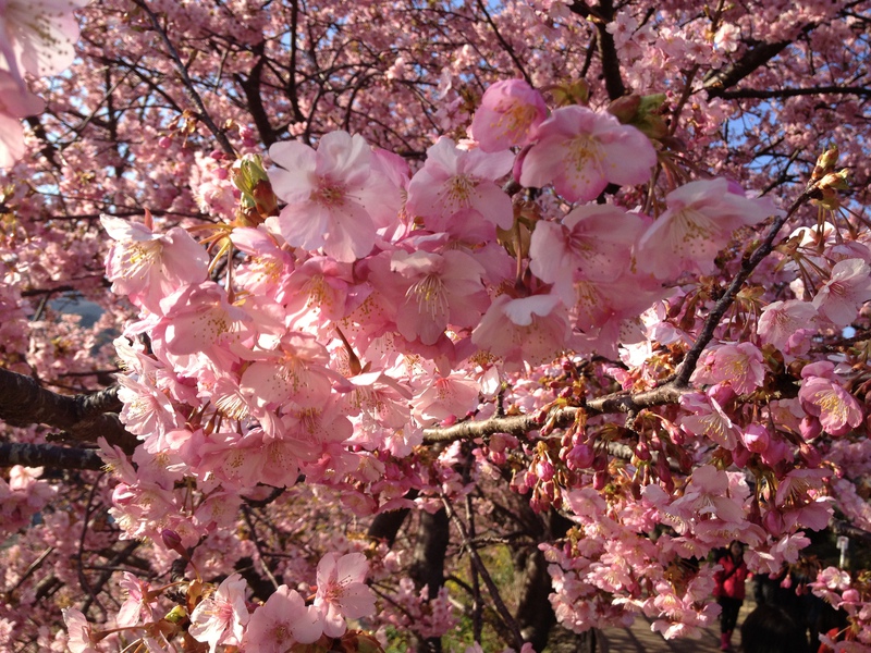 Ｎakano's ｱﾌﾀｰ8（ｴｲﾄ）☆DAY CAFE ☆