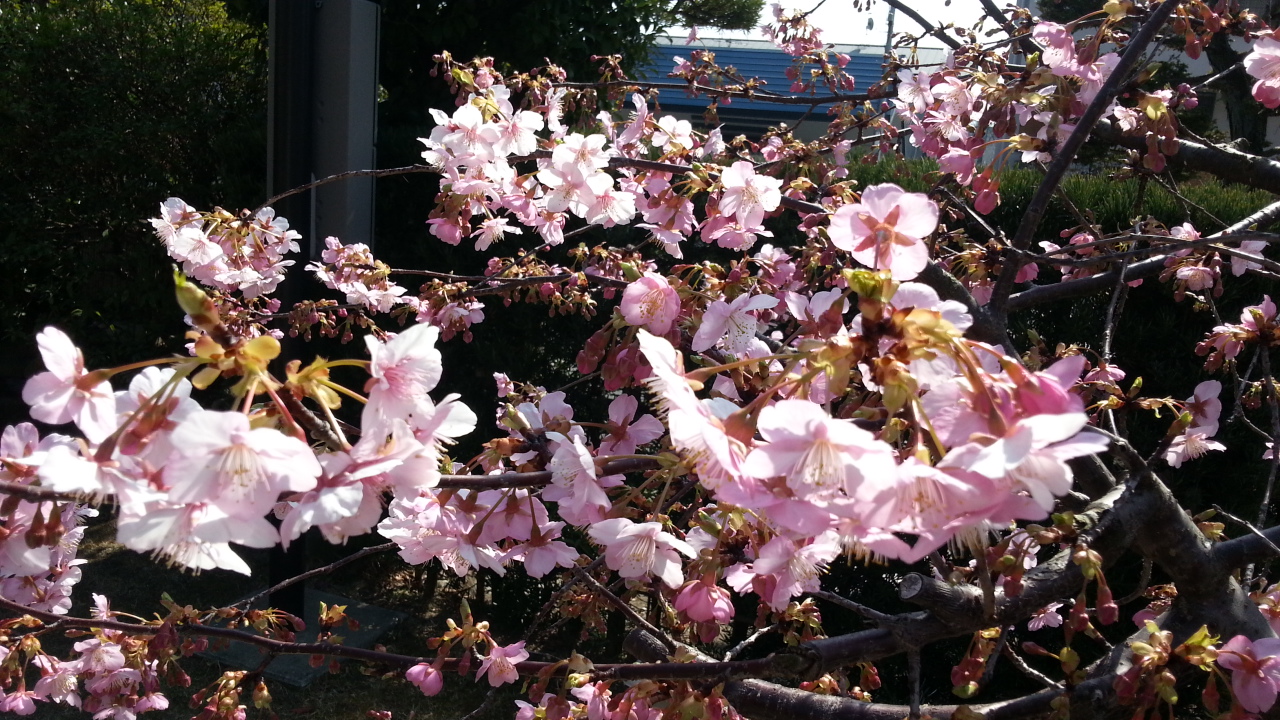 桜・・・ブロッサム・・・２０８！