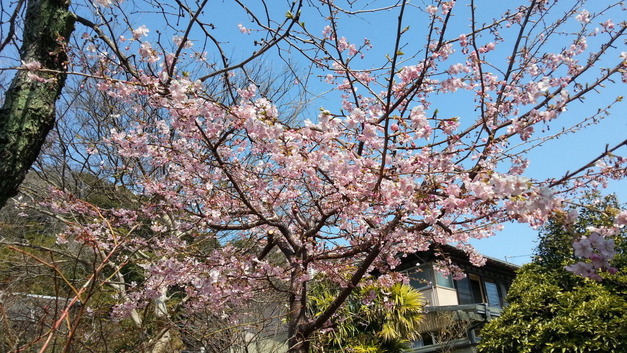 桜・・・ブロッサム・・・２０８！
