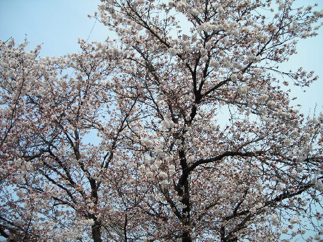 春ですね