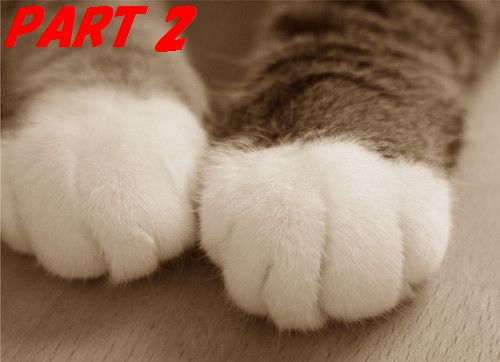 柔軟で俊敏!!猫足の魅力その２