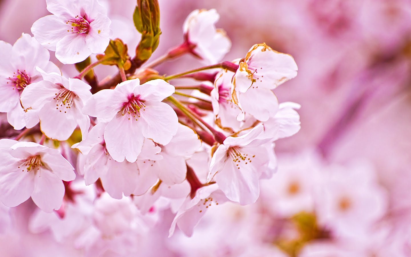 SAKURA!!