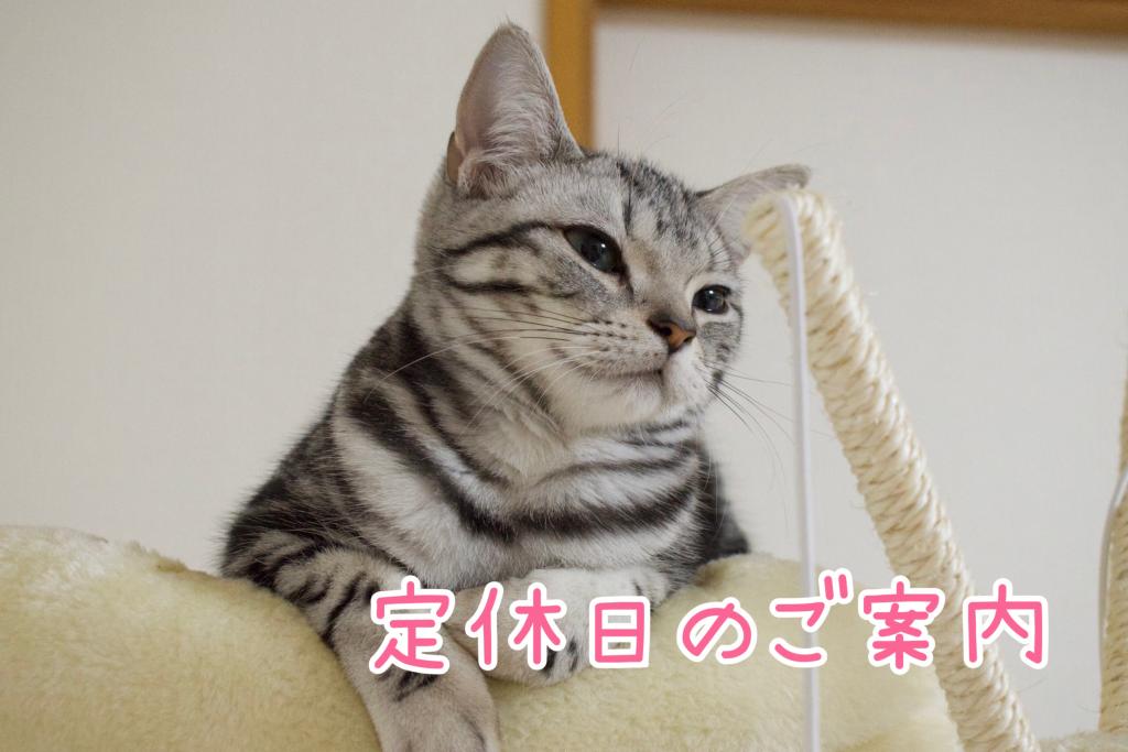 PEUGEOT沼津　定休日のご案内